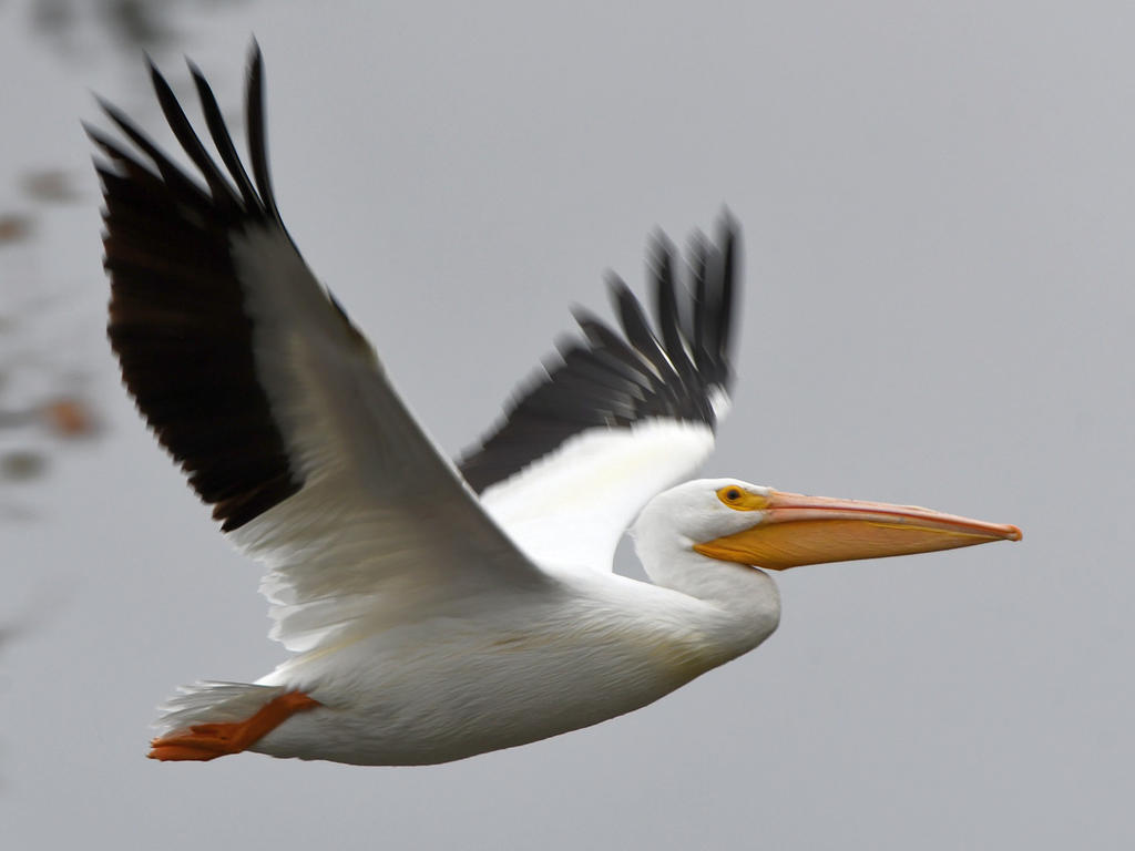 Pelican2.jpg