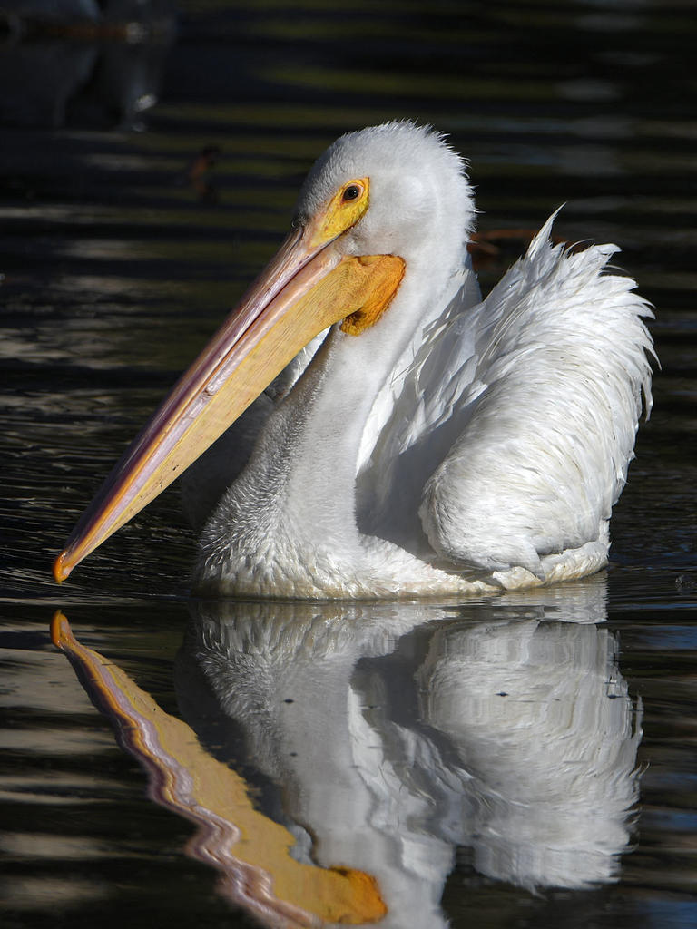 Pelican2.jpg