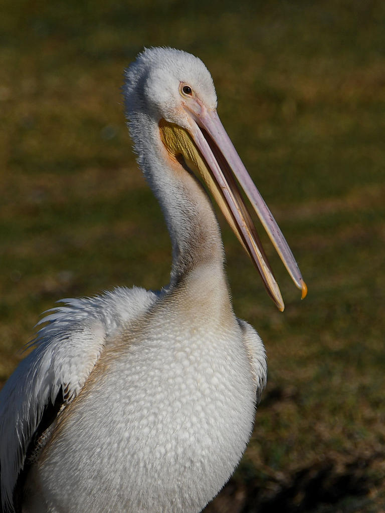 Pelican2.jpg