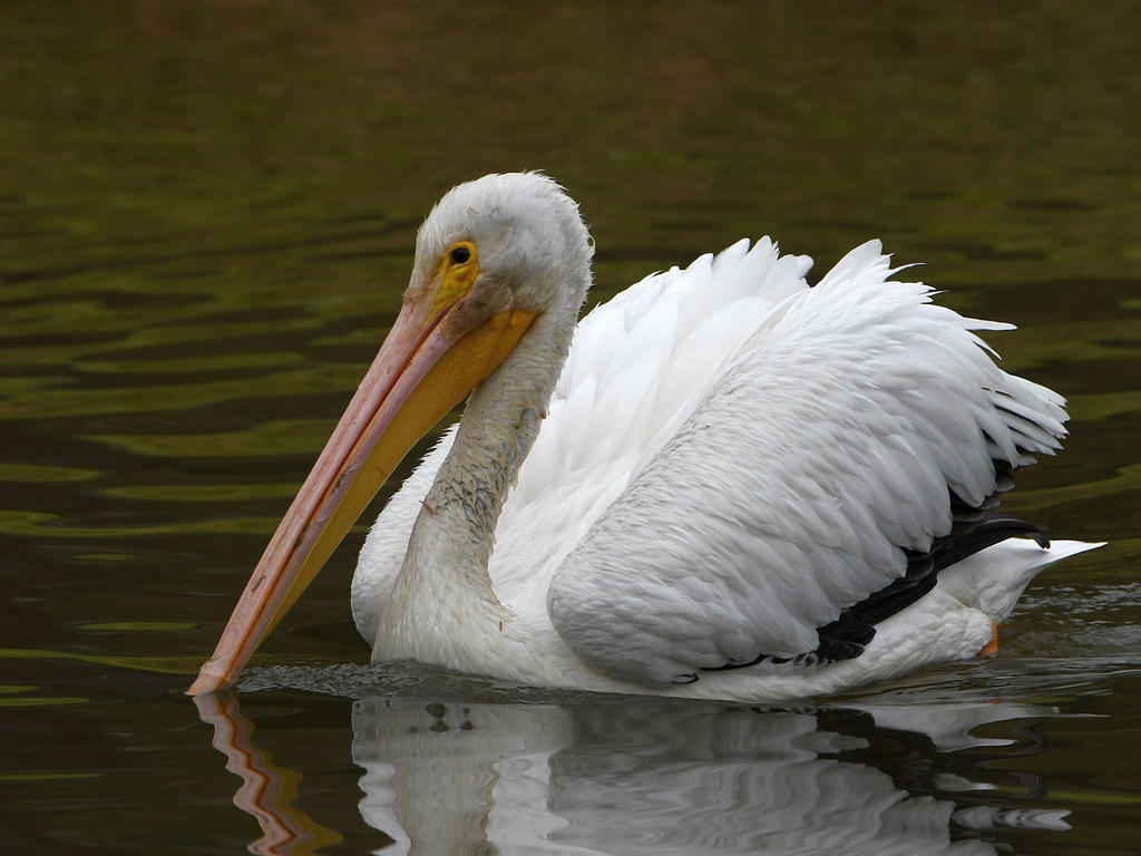 Pelican2.jpg