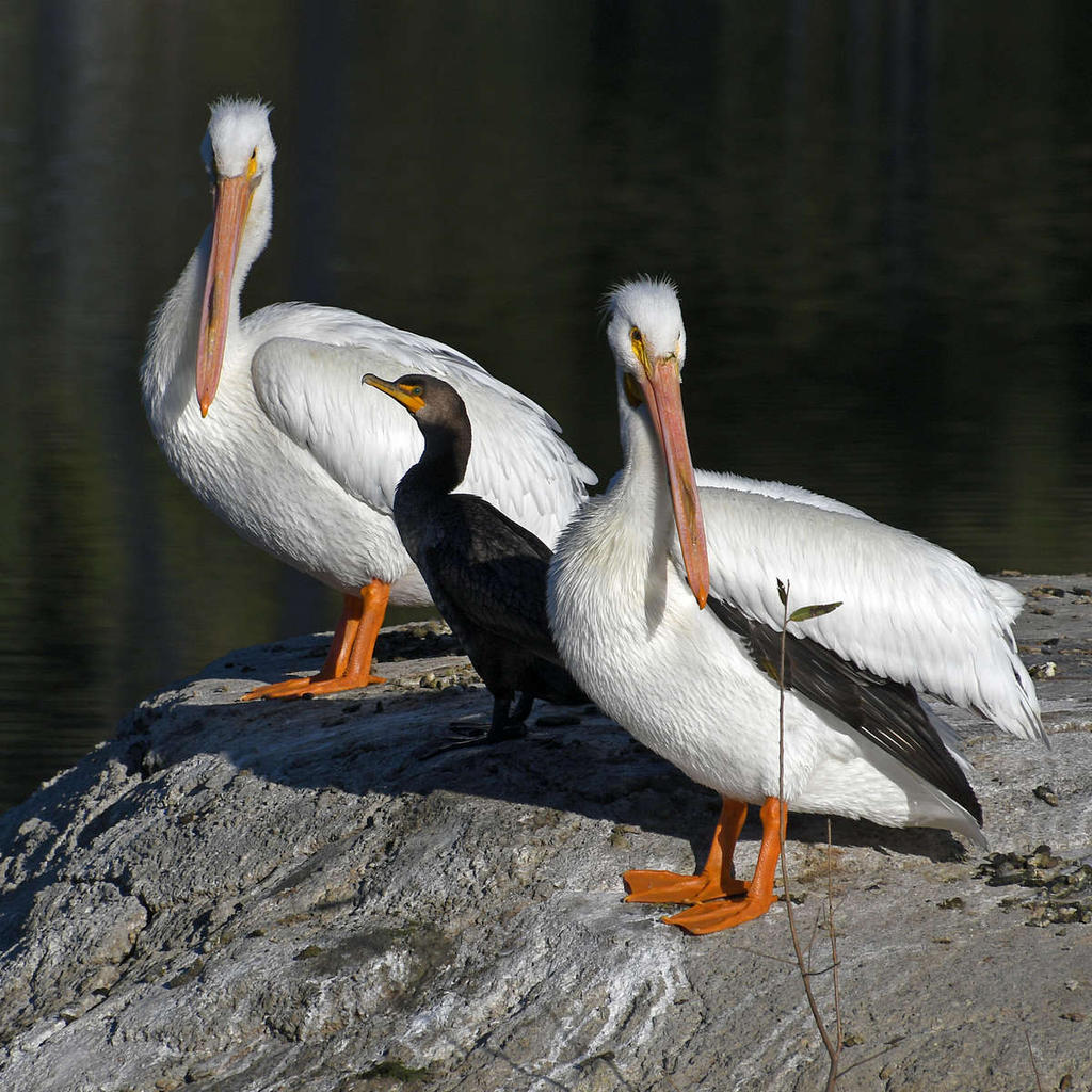 Pelican2.jpg