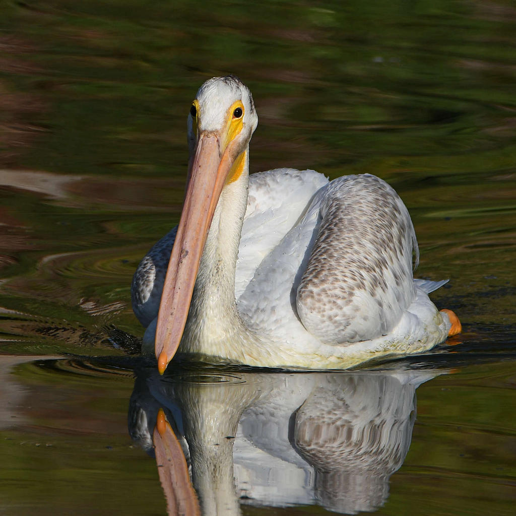 Pelican2.jpg