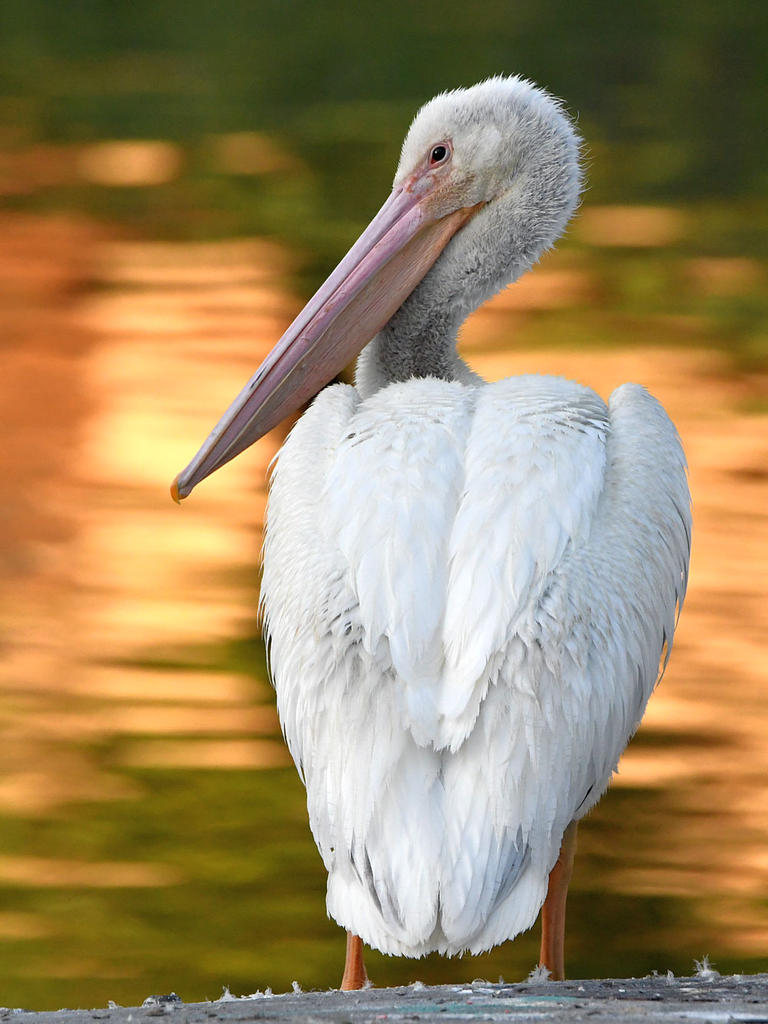 Pelican2.jpg