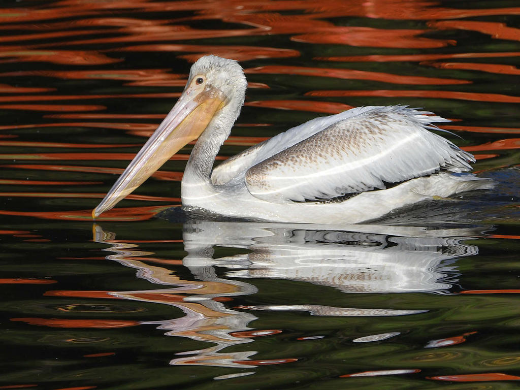 Pelican2.jpg