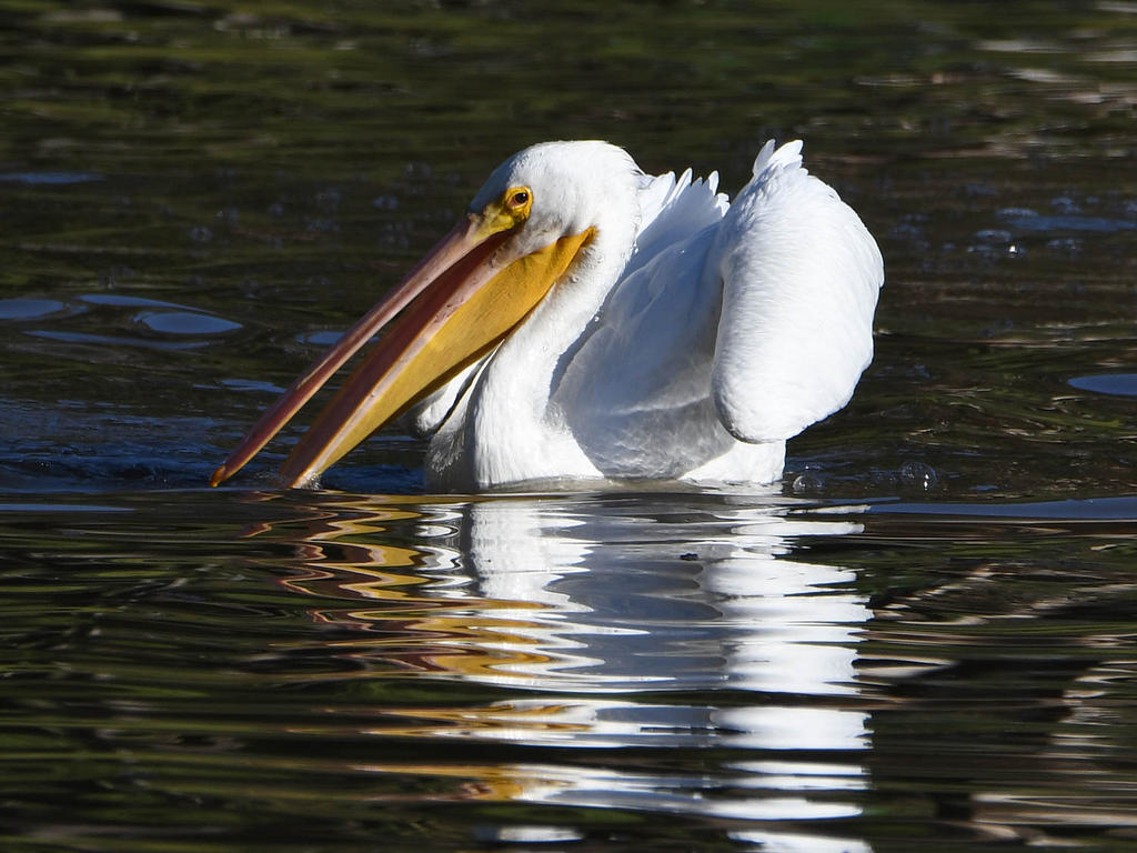 Pelican2.jpg