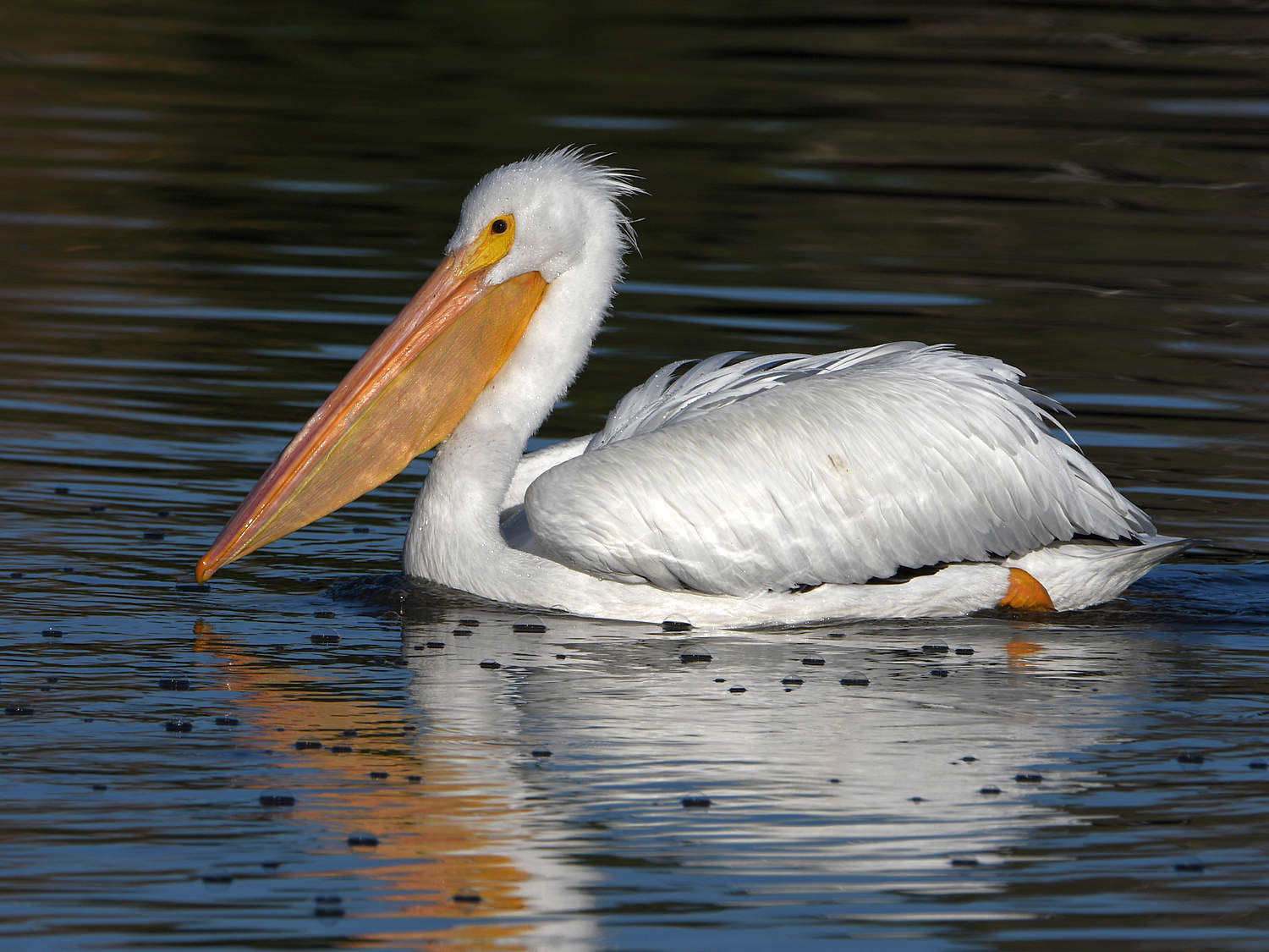 Pelican2.jpg
