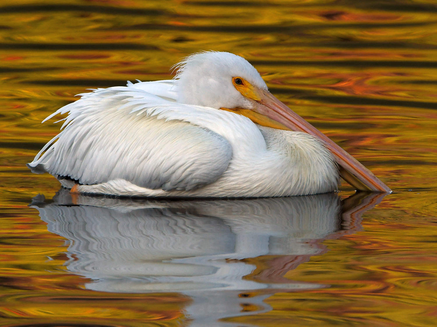 Pelican2.jpg