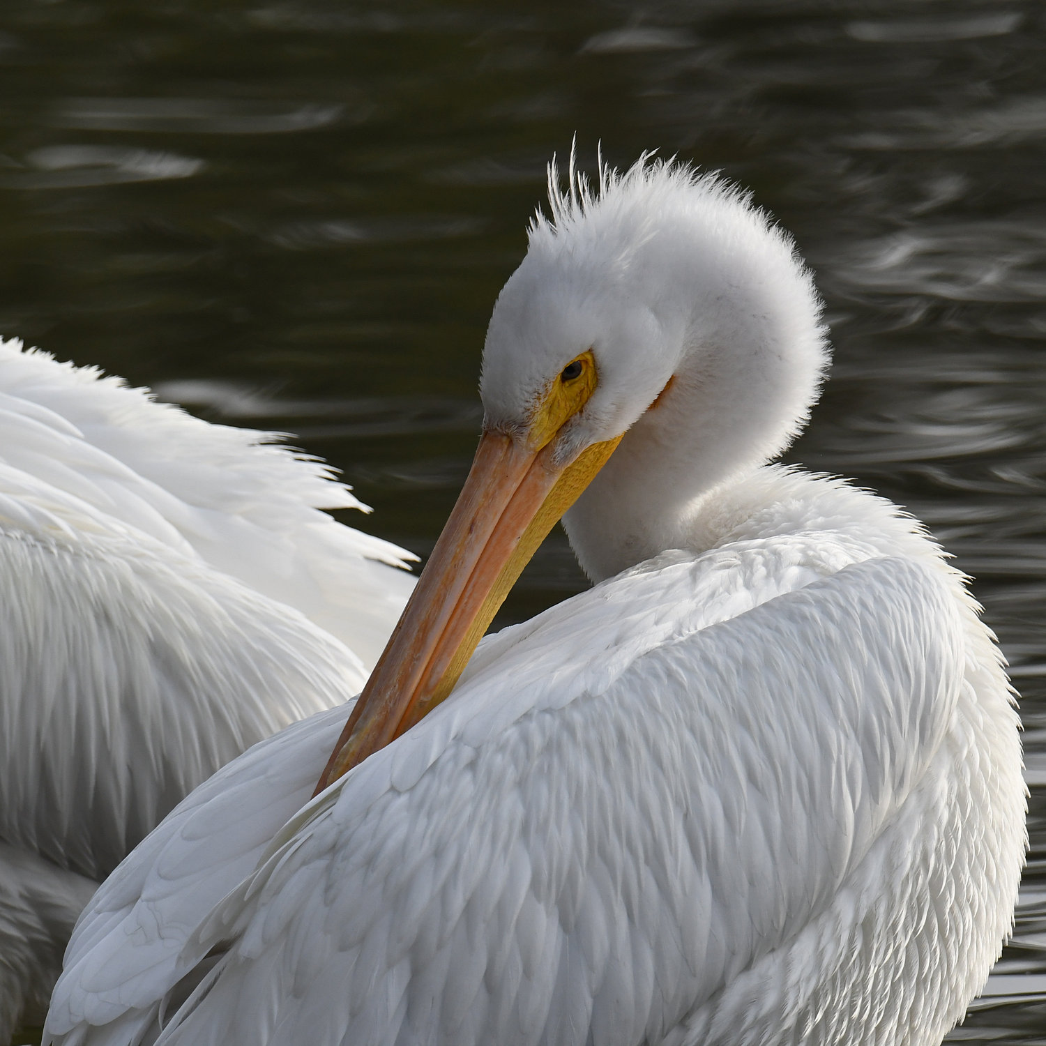 Pelican2.jpg