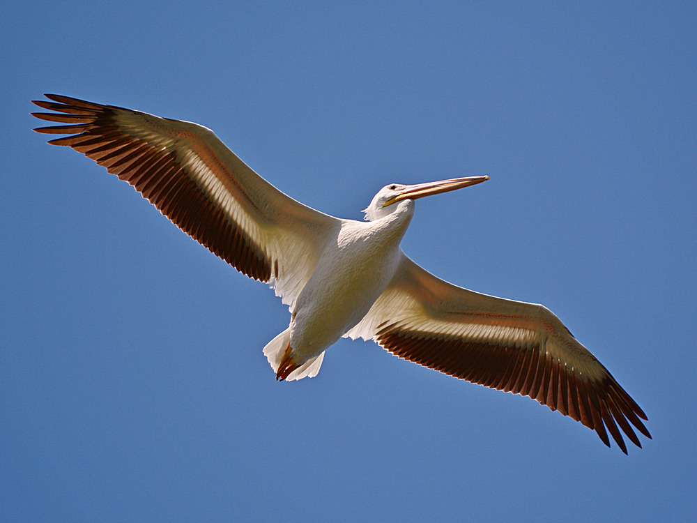 Pelican2.jpg