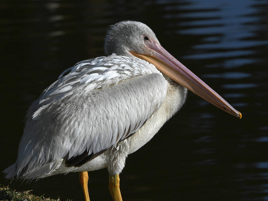 Pelican20.jpg