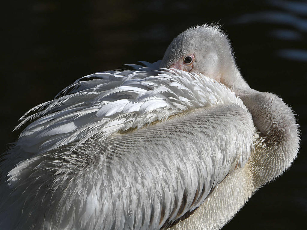 Pelican23.jpg