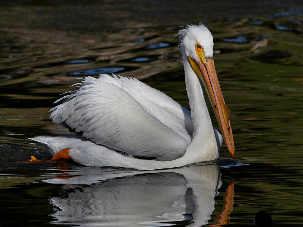 Pelican25.jpg