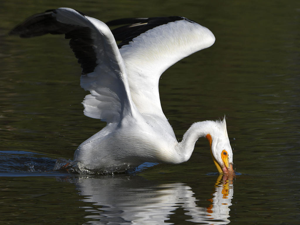 Pelican26.jpg