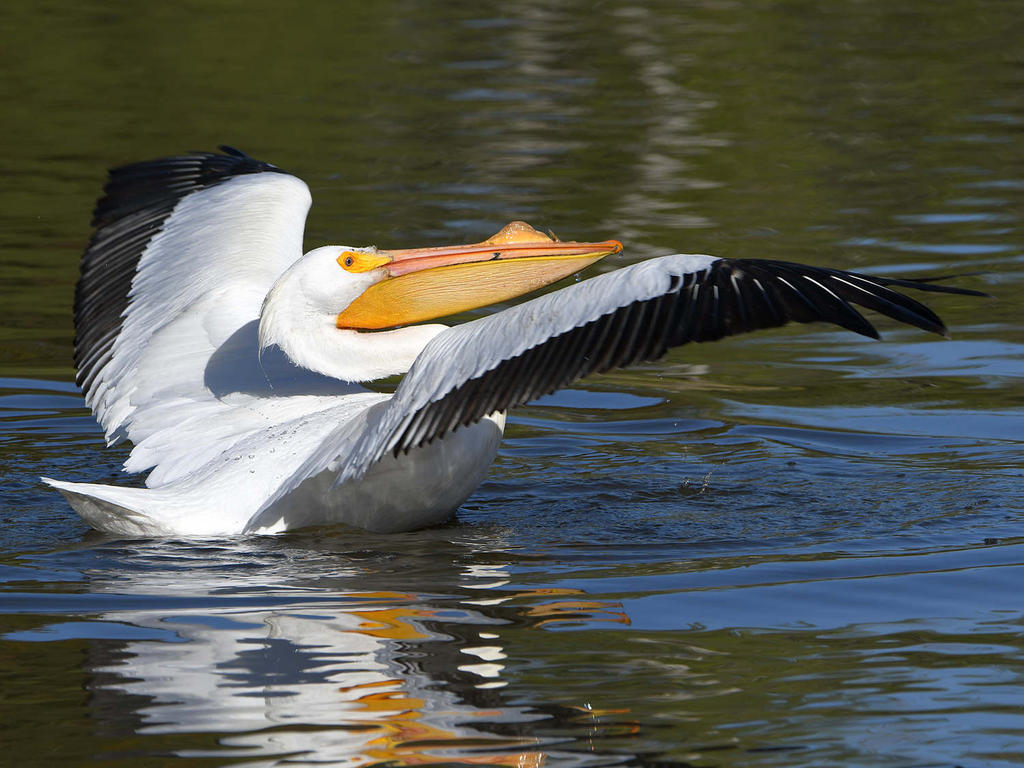 Pelican27.jpg