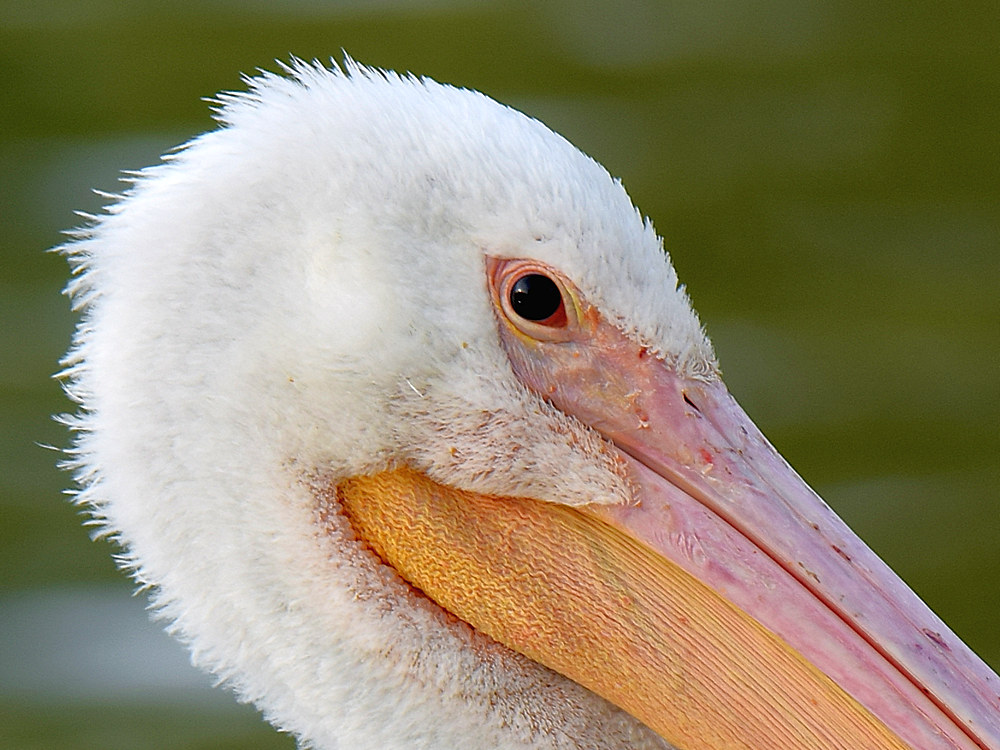 Pelican2_2015_03_15.jpg