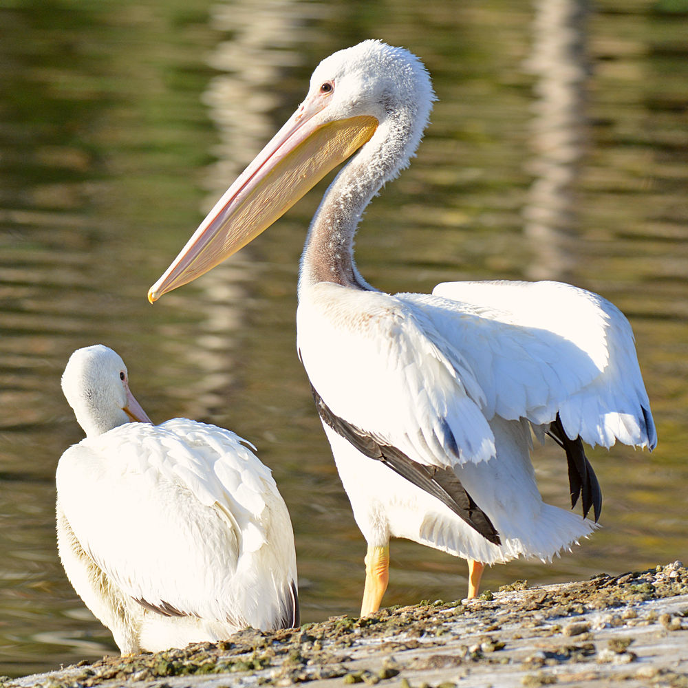 Pelican3.jpg