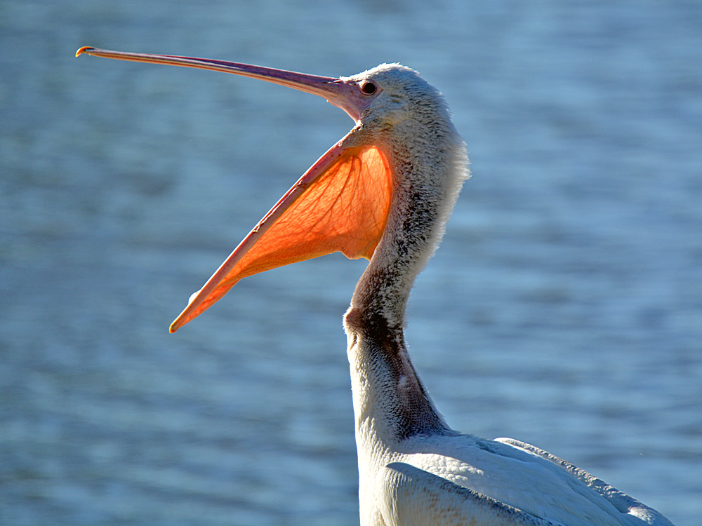Pelican3.jpg
