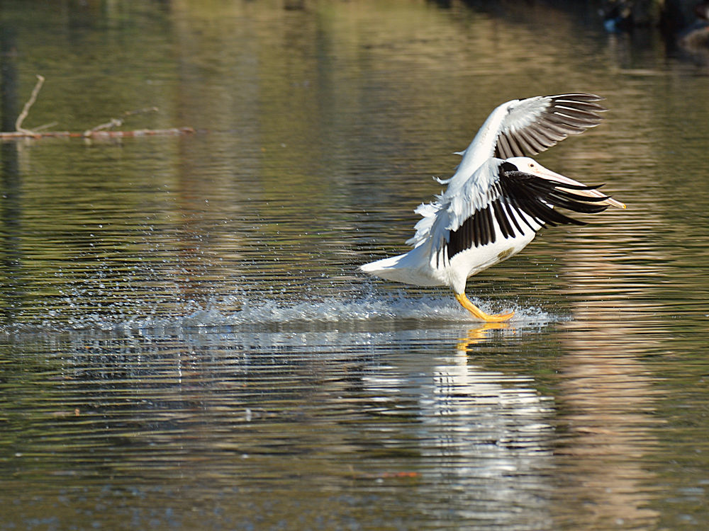Pelican3.jpg
