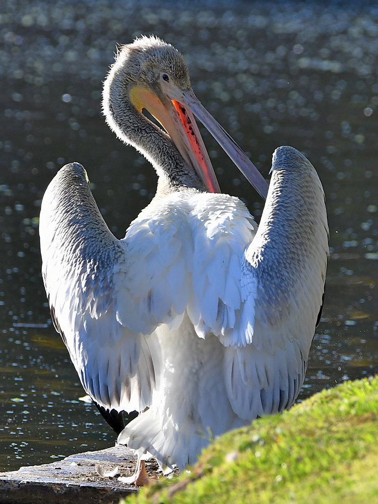 Pelican3.jpg