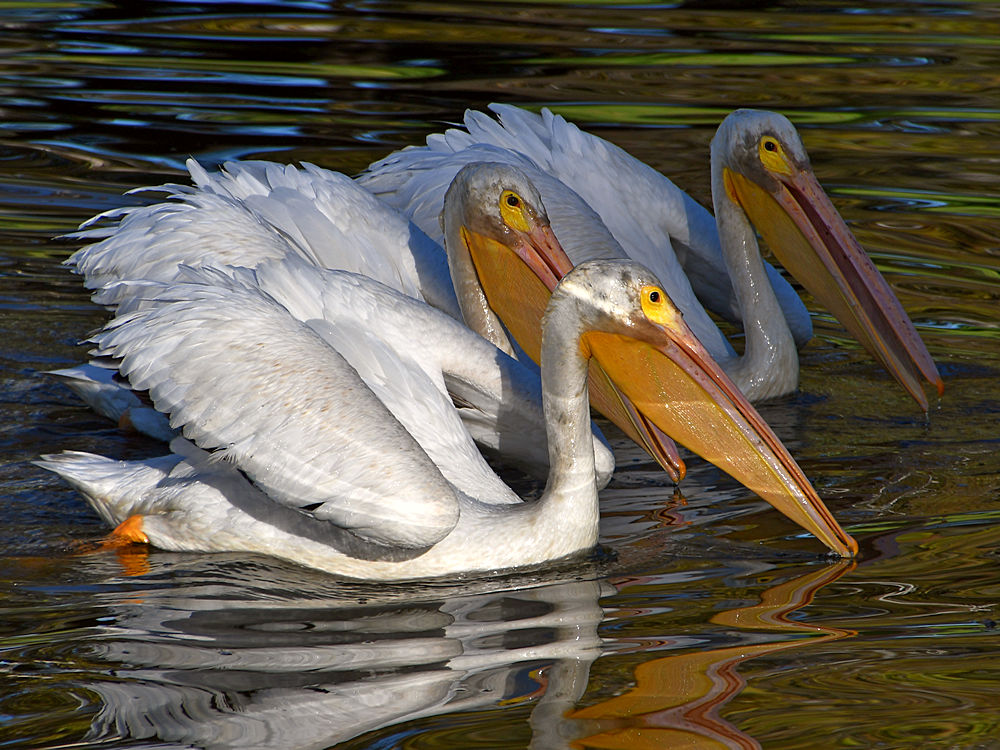Pelican3.jpg