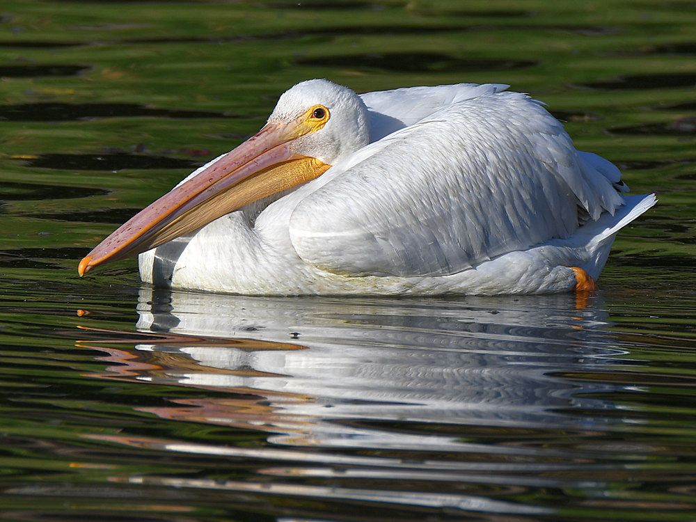 Pelican3.jpg