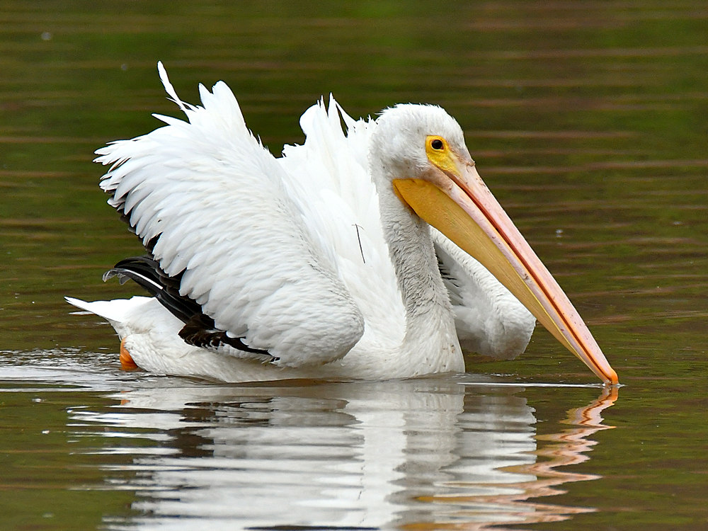 Pelican3.jpg