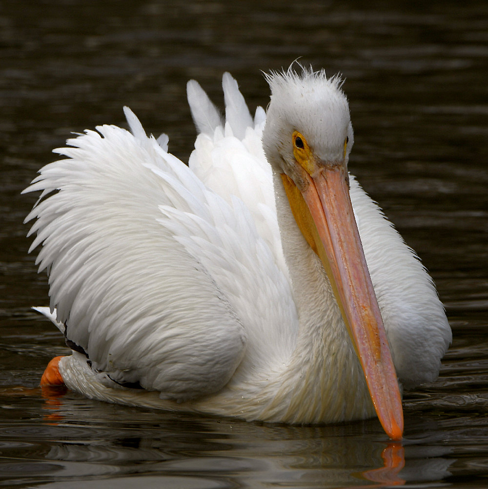 Pelican3.jpg