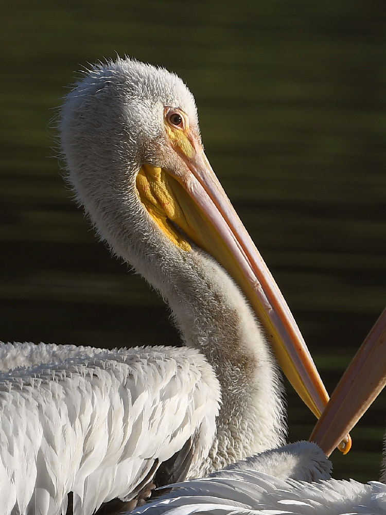 Pelican3.jpg