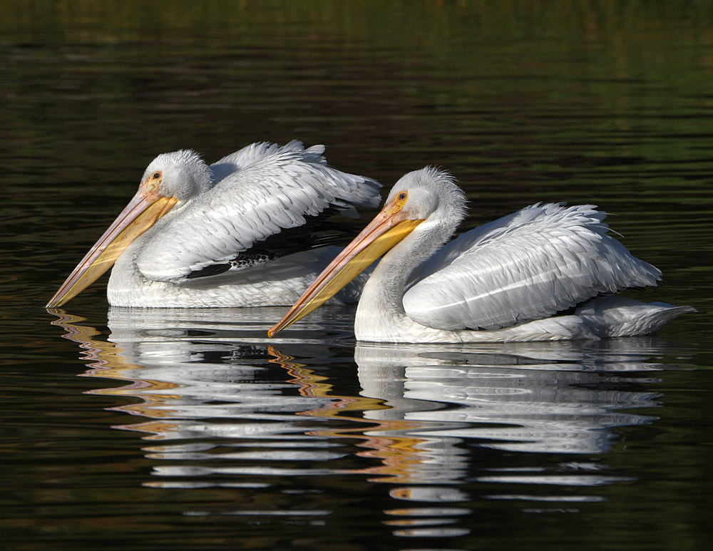 Pelican3.jpg