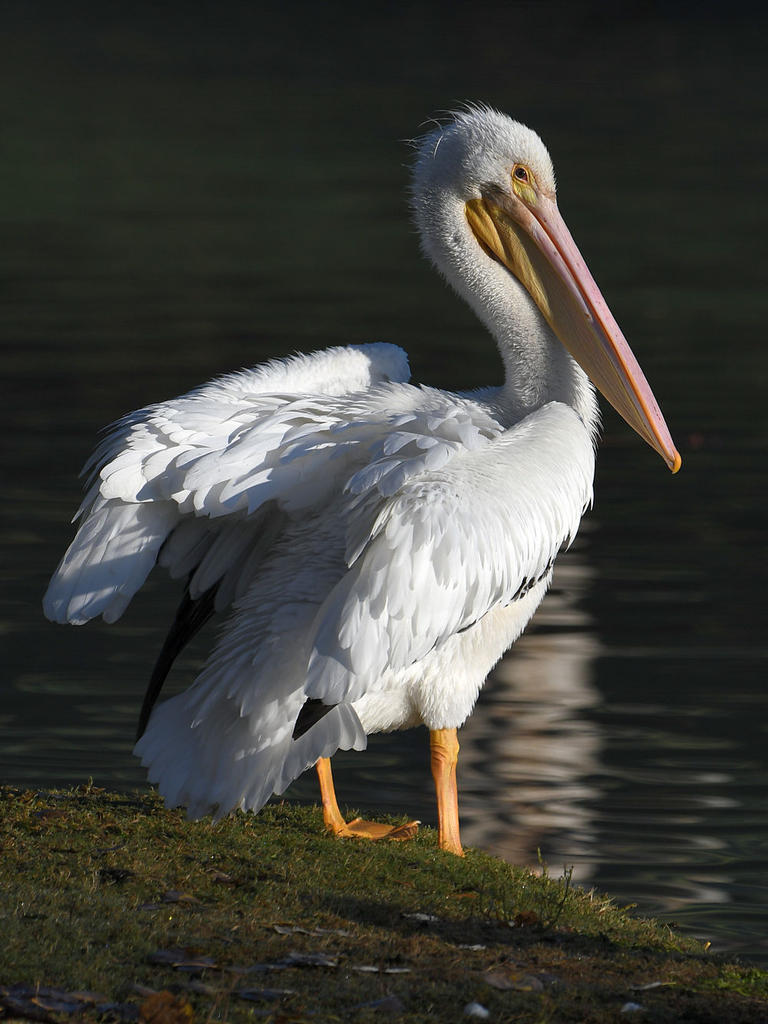 Pelican3.jpg