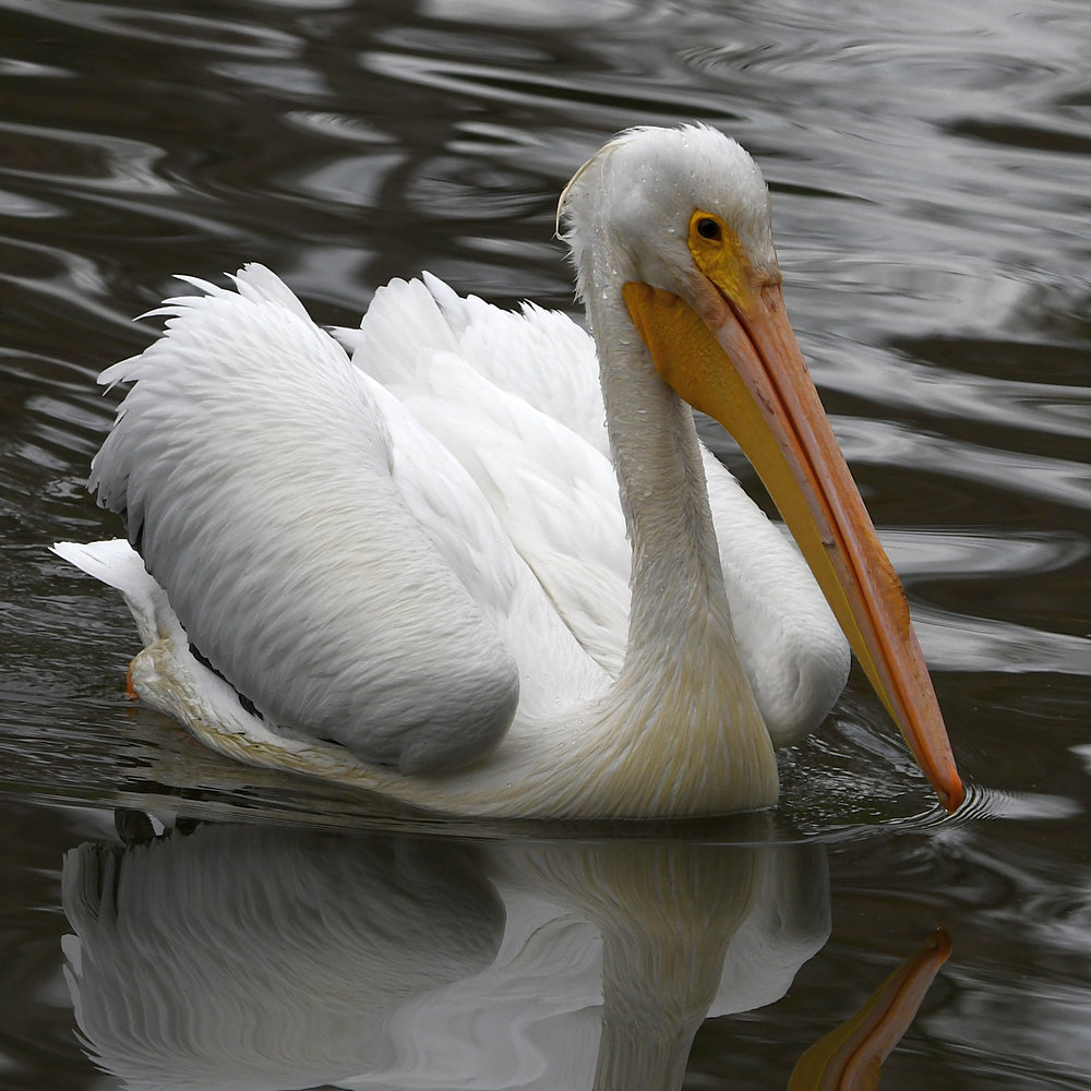 Pelican3.jpg