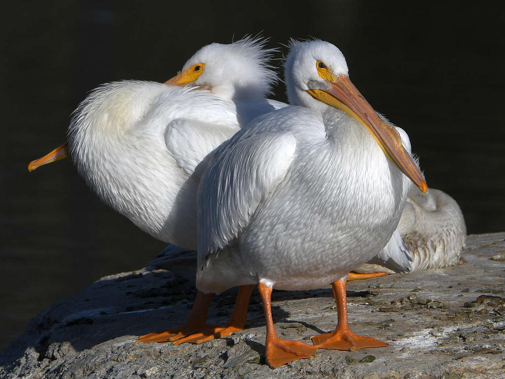 Pelican3.jpg