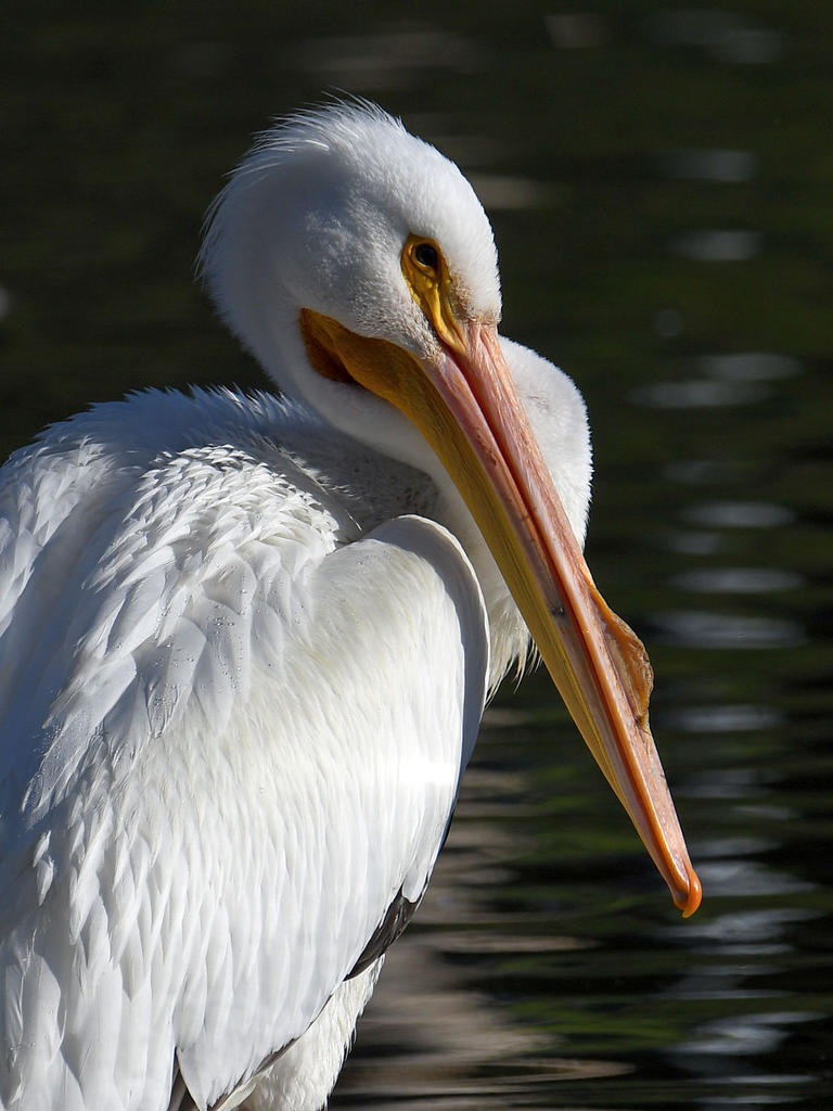 Pelican3.jpg