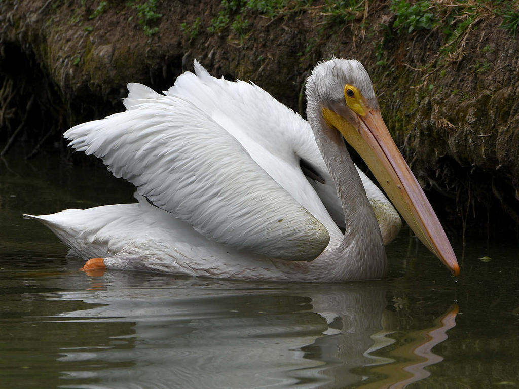 Pelican3.jpg