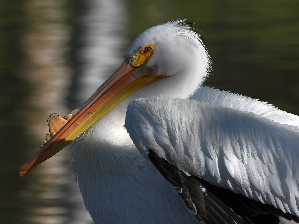 Pelican3.jpg