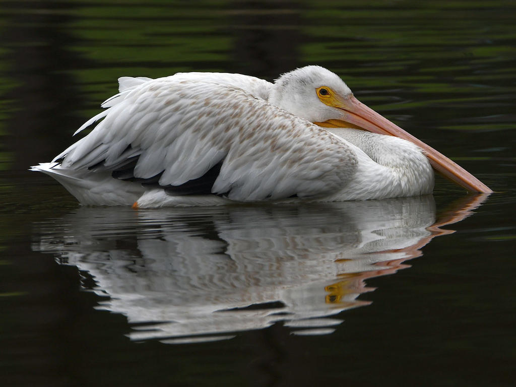 Pelican3.jpg
