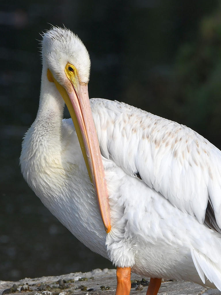 Pelican3.jpg