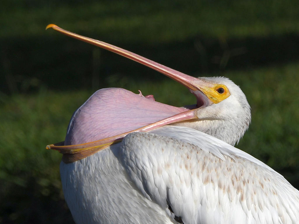 Pelican3.jpg