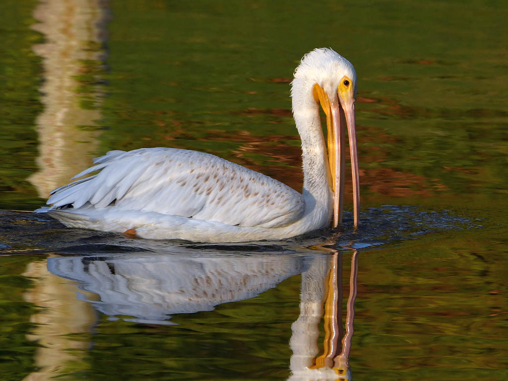 Pelican3.jpg