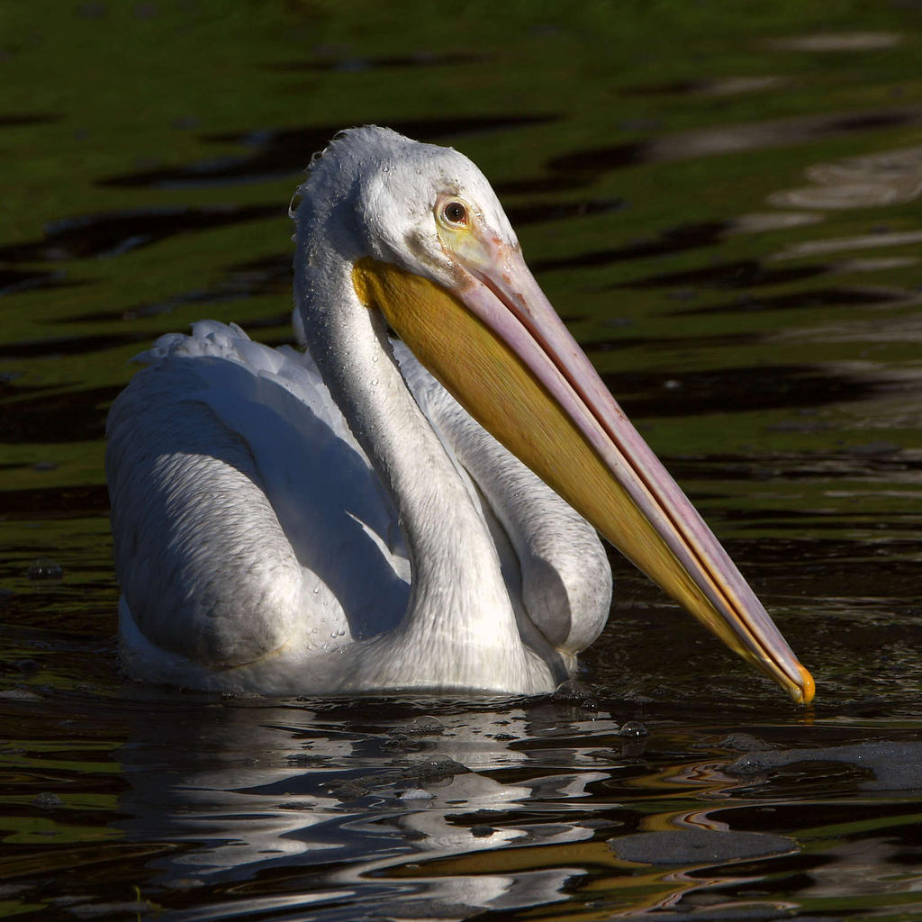 Pelican3.jpg