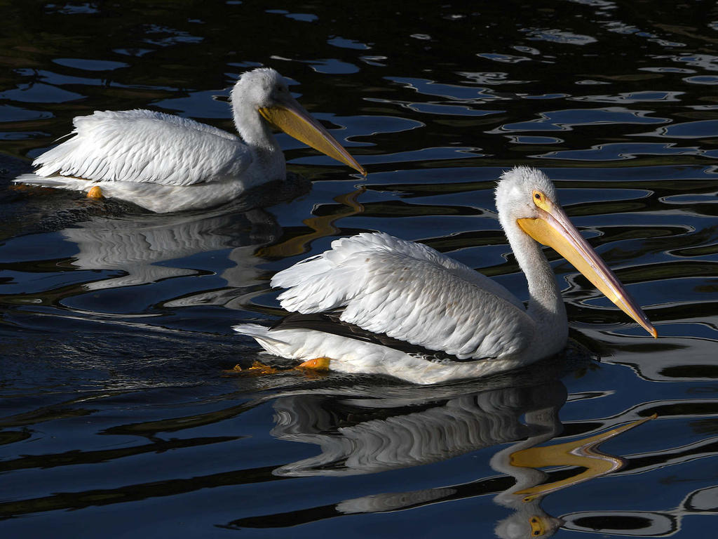 Pelican3.jpg