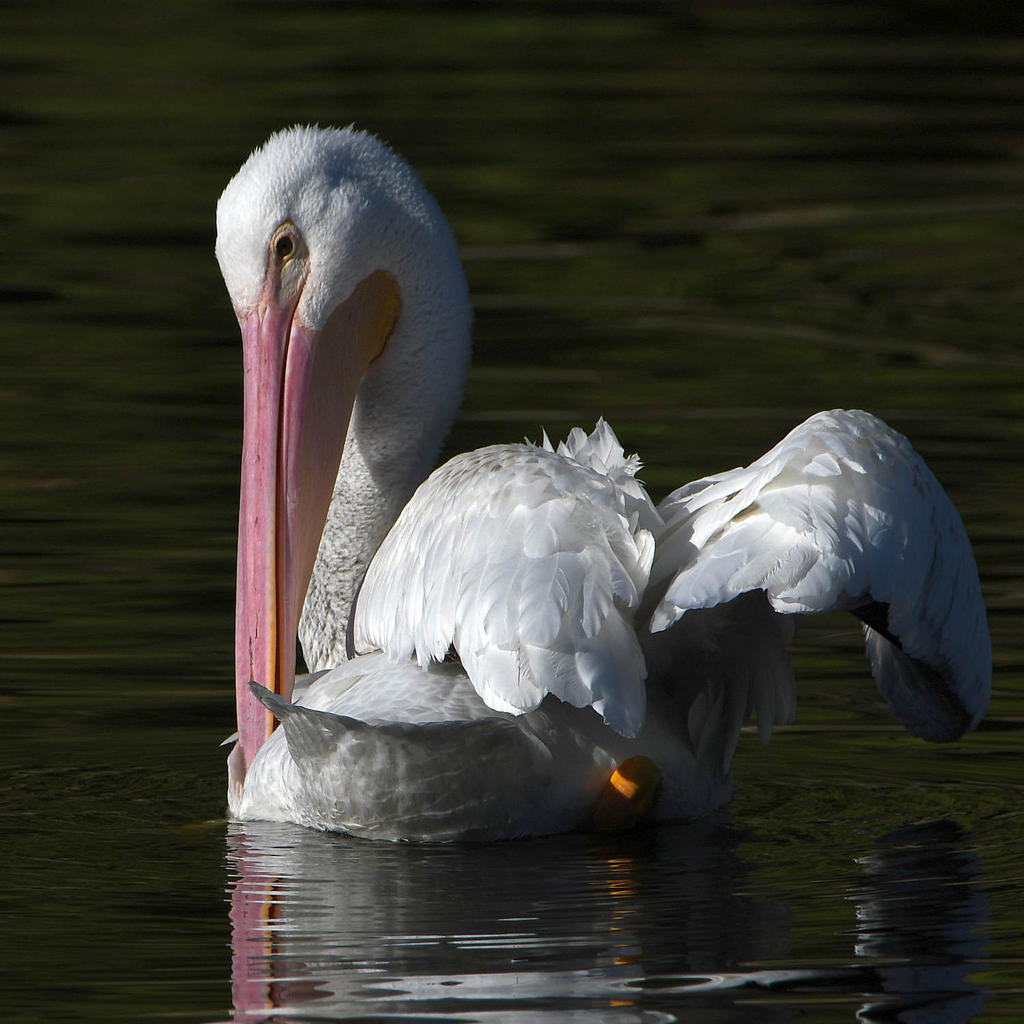 Pelican3.jpg