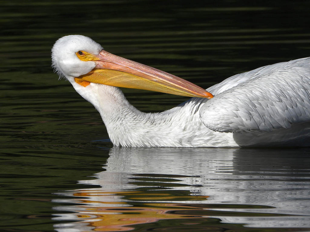 Pelican3.jpg