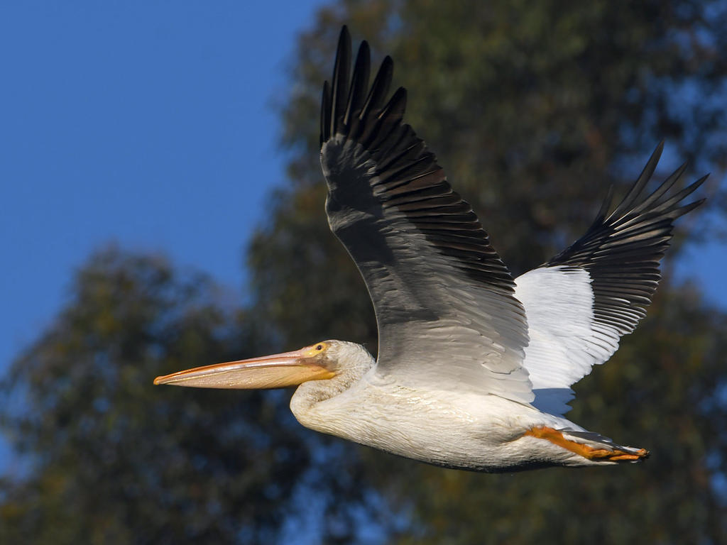 Pelican3.jpg