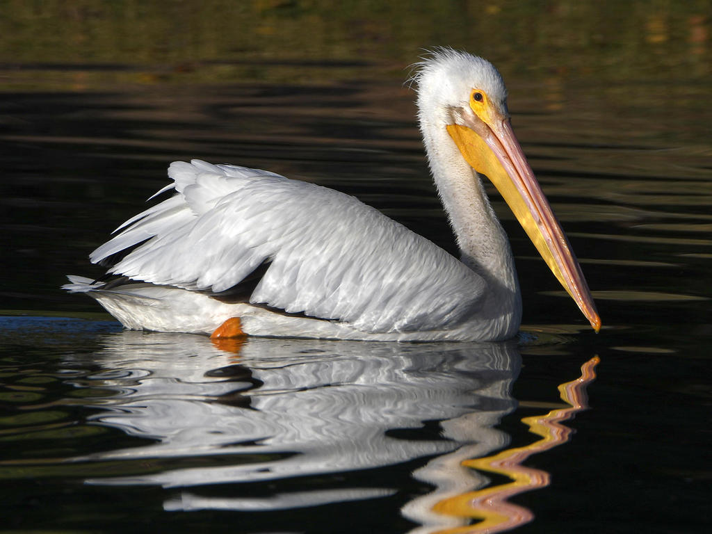 Pelican3.jpg