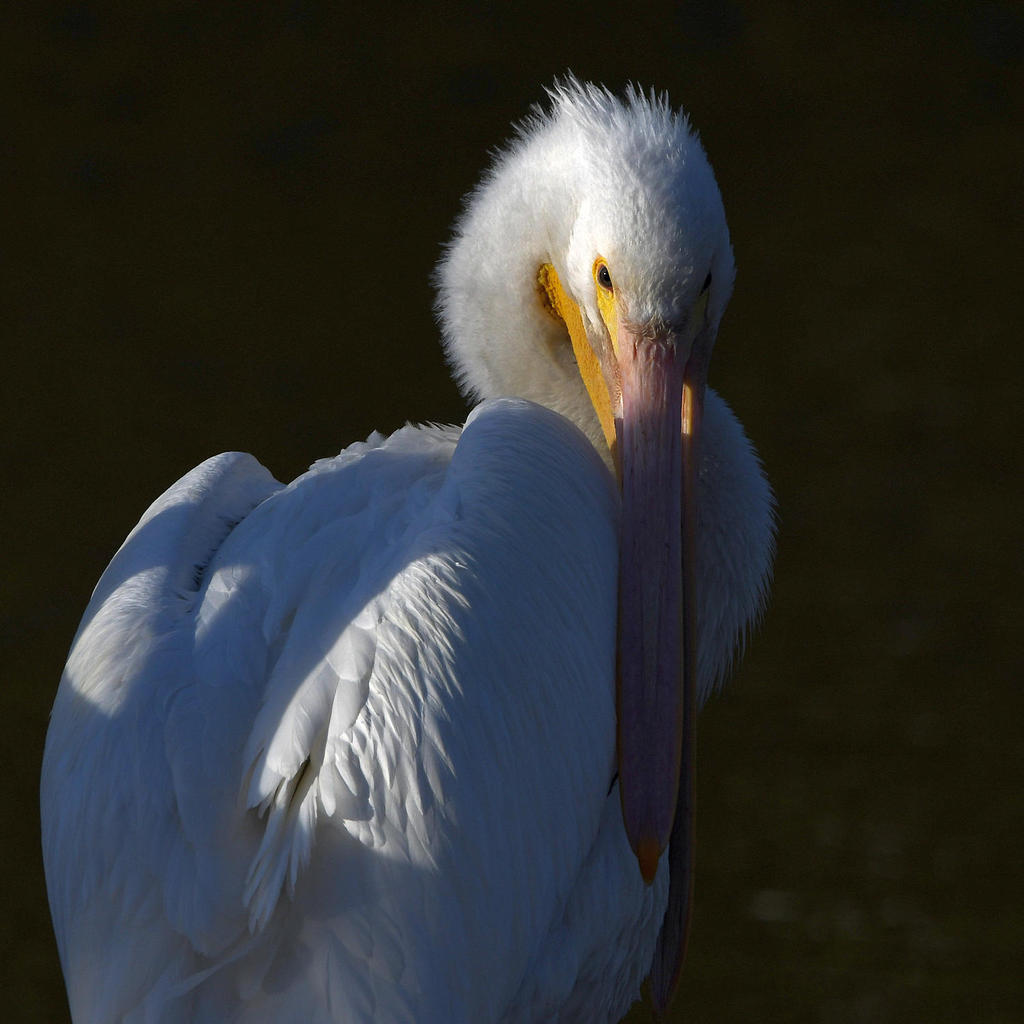 Pelican3.jpg