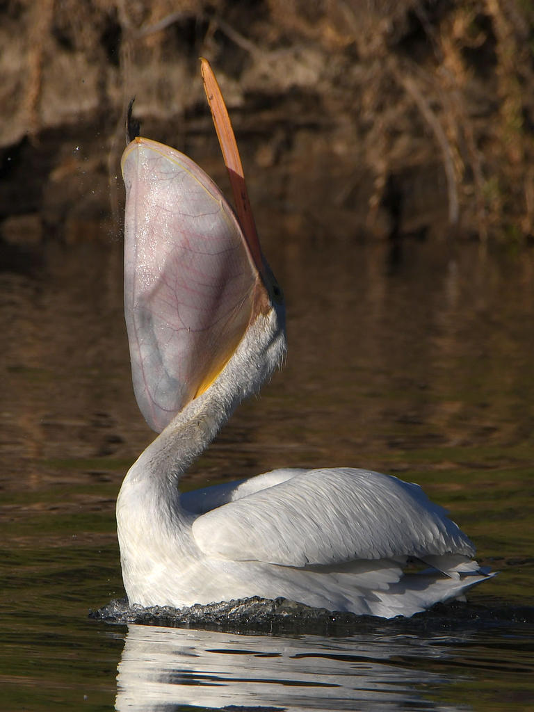 Pelican3.jpg