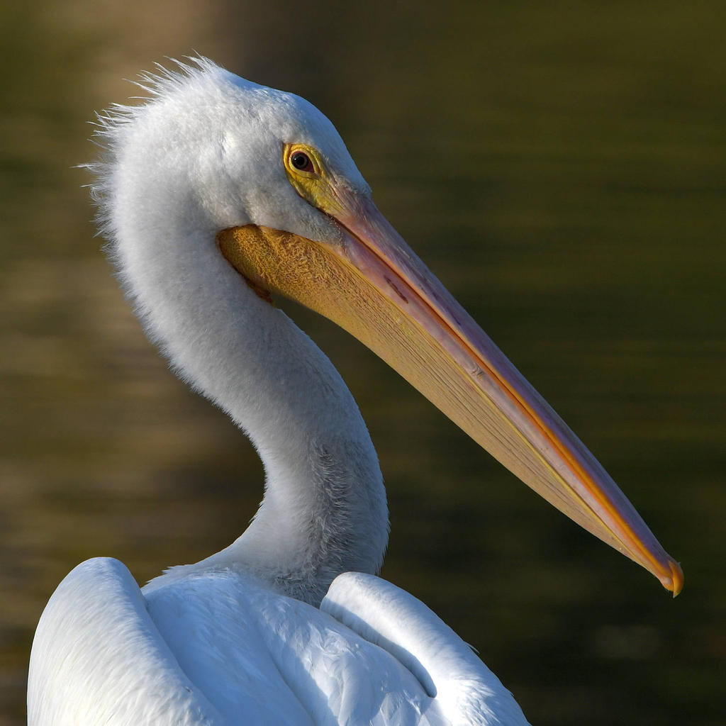 Pelican3.jpg