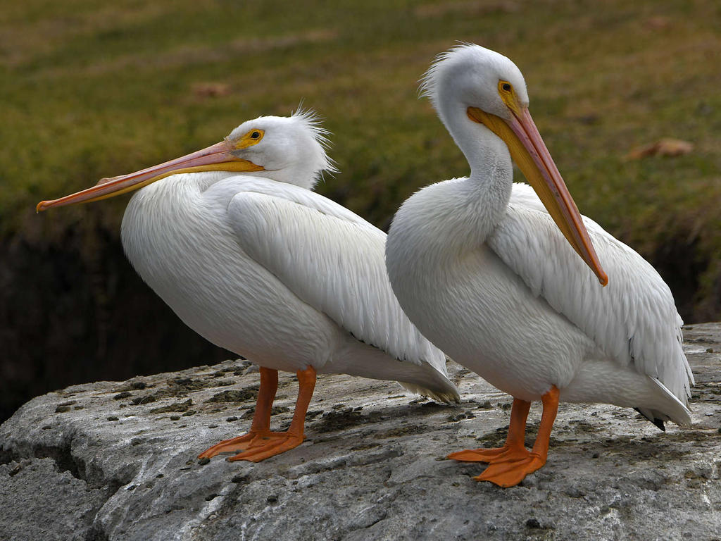 Pelican3.jpg
