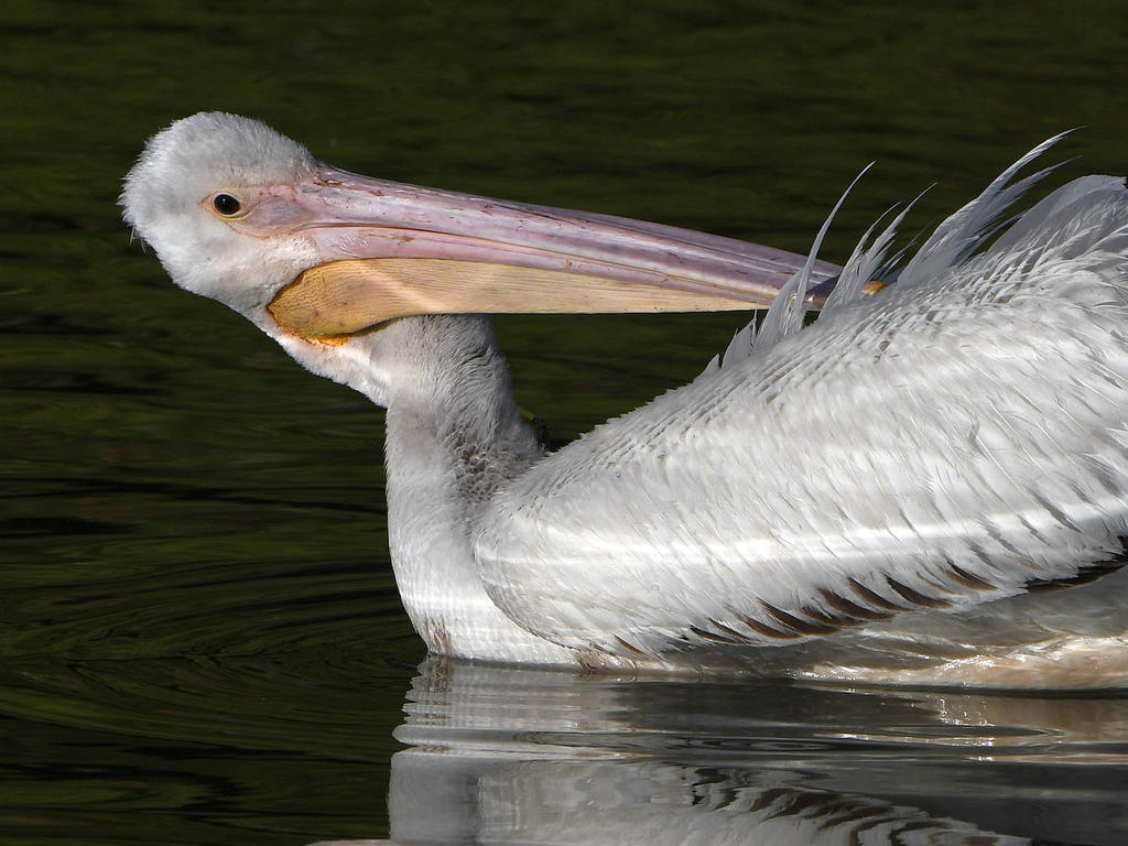 Pelican3.jpg